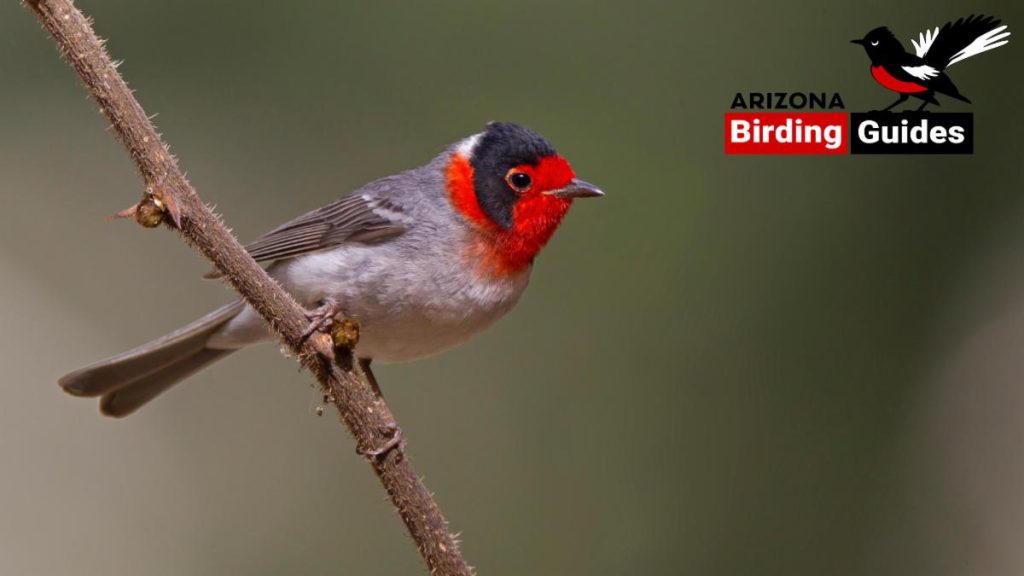 Birding News july 2024