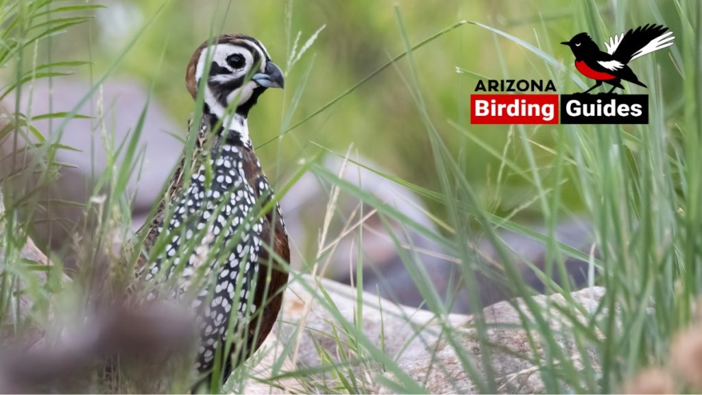 July 2025 Bird