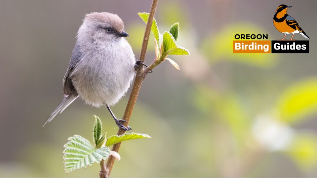 June 2025 Bird