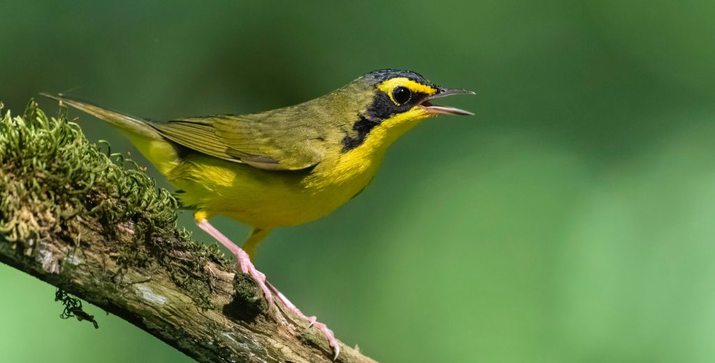 Kentucky Warbler © Bryan Calk e1764780769652