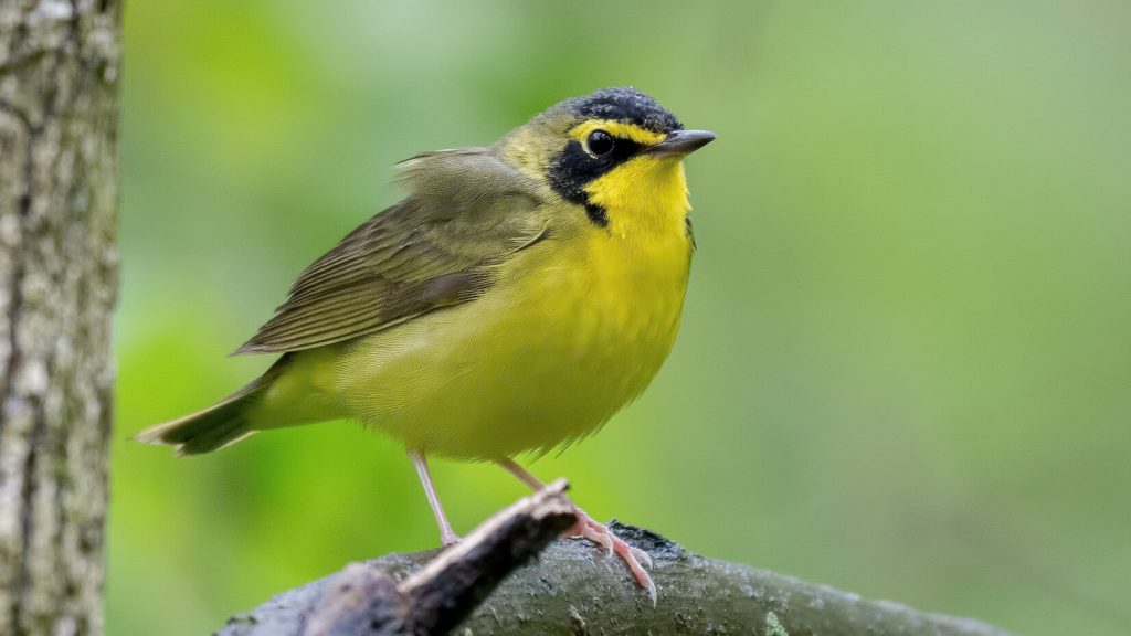 Kentucky Warbler © Shailesh Pinto