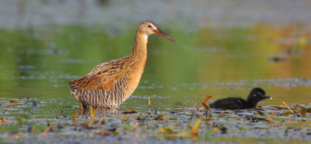 King Rail Hero © Robert Royse e1764778984658