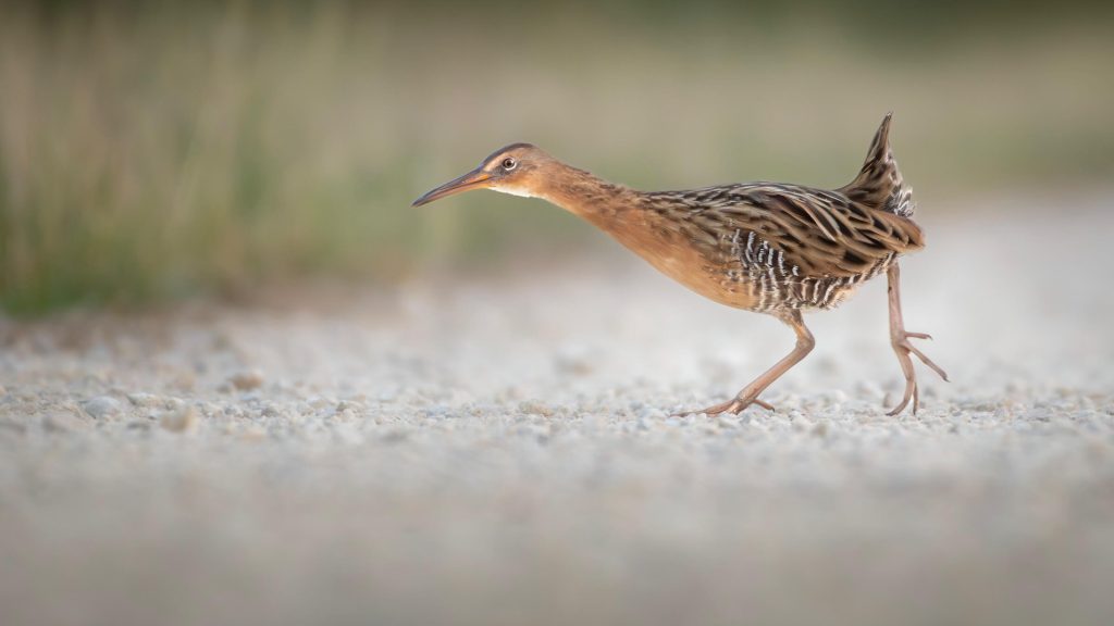 King Rail © Brian Genge