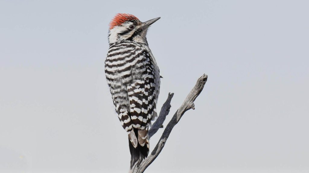 Ladder backed Woodpecker © Jack Parlapiano