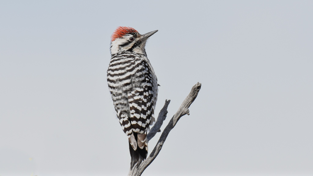 Ladder backed Woodpecker © Jack Parlapiano HERO