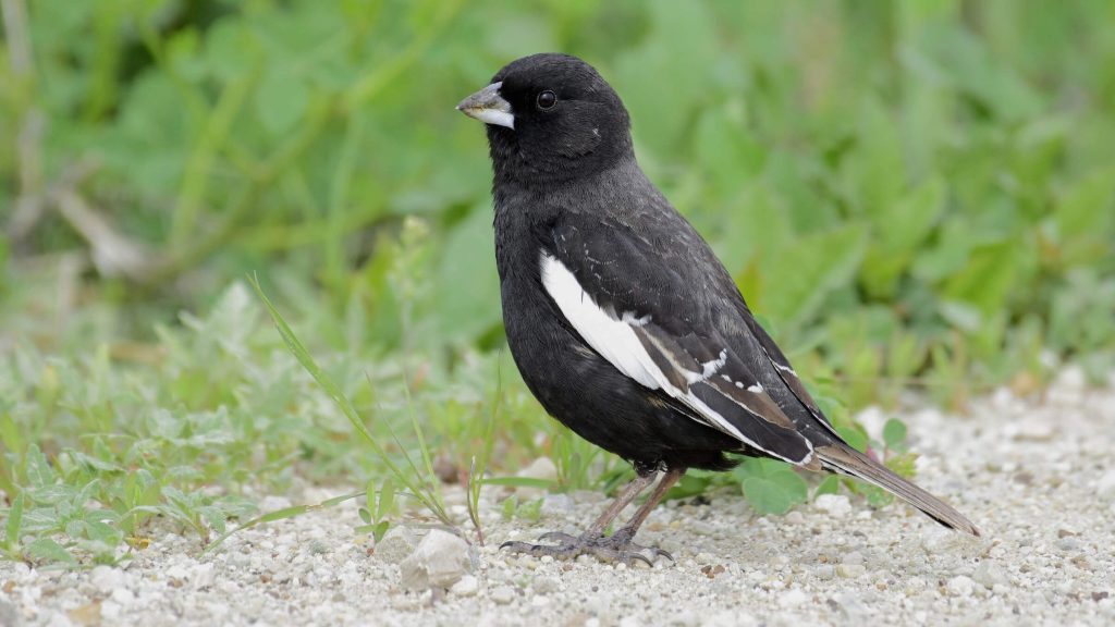 Lark Bunting © David Tonnessen
