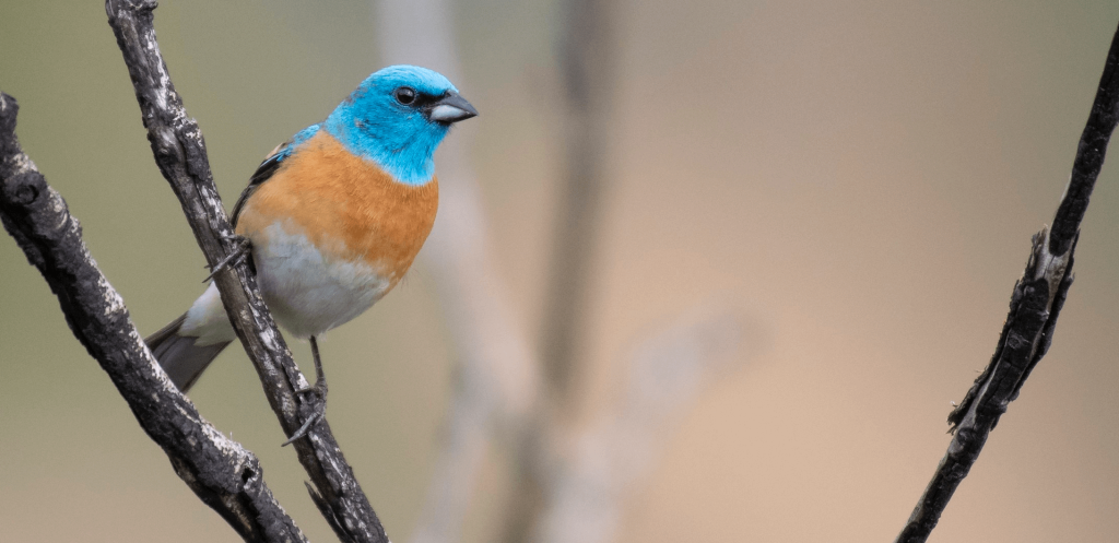 Lazuli Bunting © Bryan Calk HERO e1761667810489