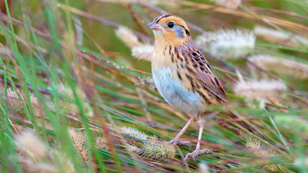 LeConte s Sparrow © Shailesh Pinto alt