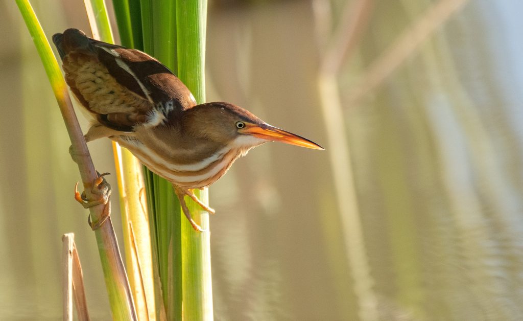 Least Bittern © Jack Parlapiano HERO