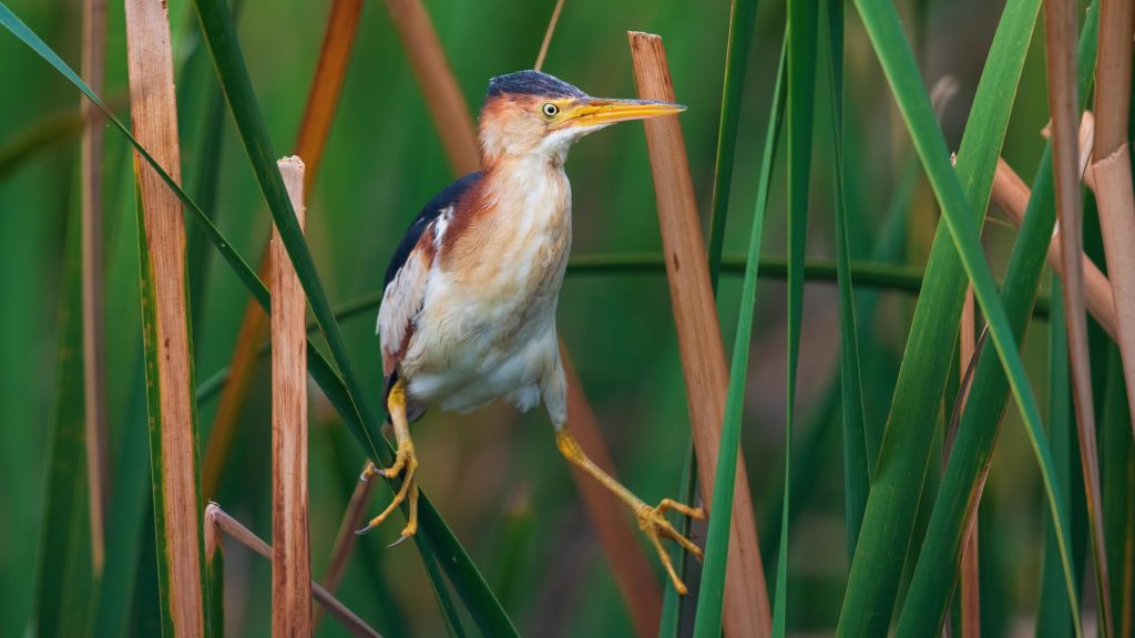 Least Bittern © Shailesh Pinto