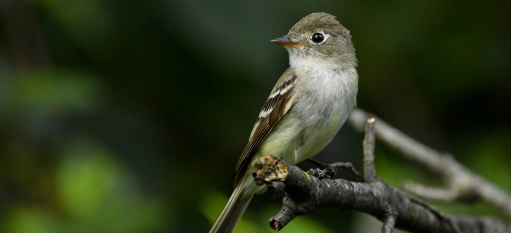 Least Flycatcher © Jonathan Irons e1760390062691