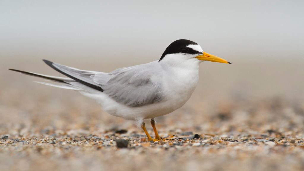 Least Tern © Liam Wolff
