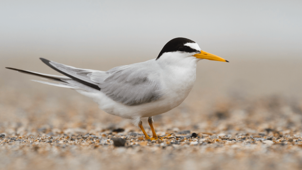 Least Tern © Liam Wolff