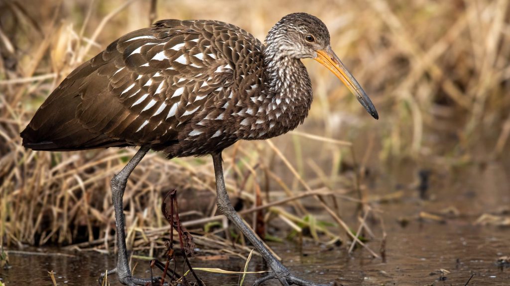 Limpkin © Brad Imhoff