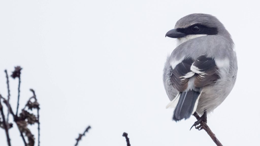 Loggerhead Shrike © Brad Imhoff