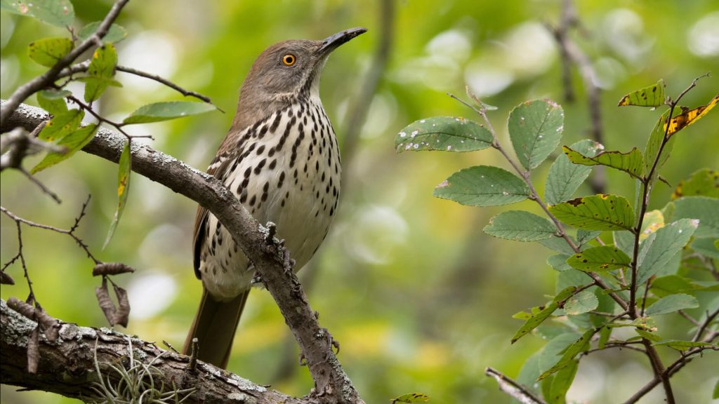 Long billed Thrasher © Frank Lehman