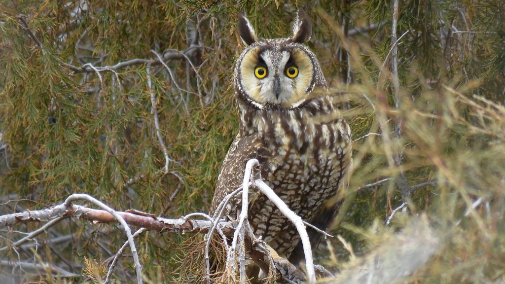 Long eared Owl © Nick Ramsey
