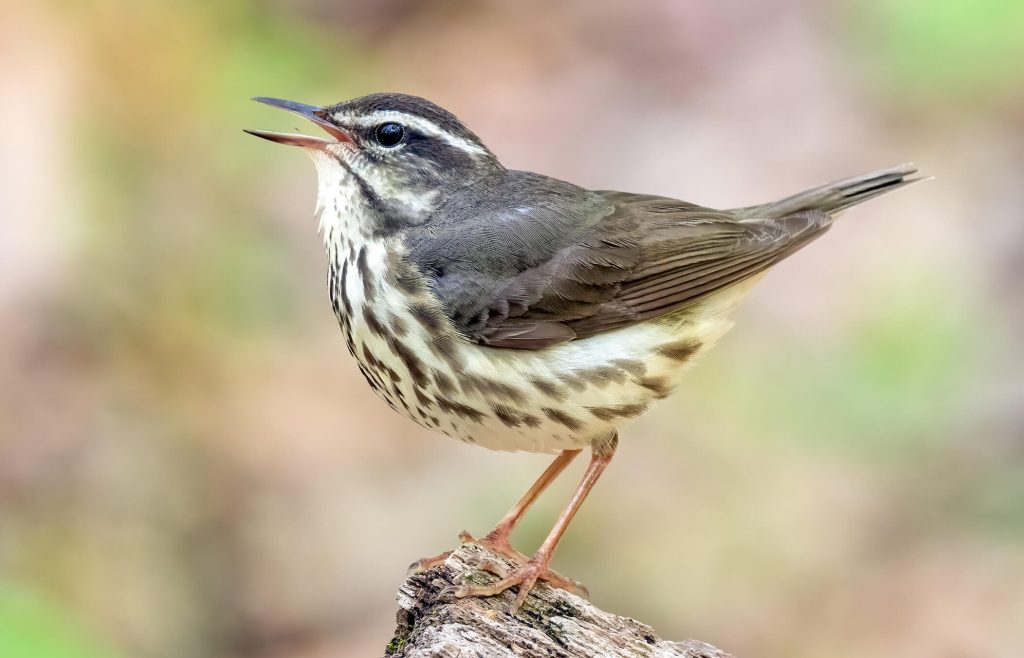 Louisiana Waterthrush © Brad Imhoff e1760387840406