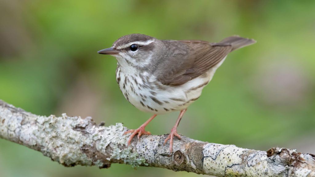 Louisiana Waterthrush © Shailesh Pinto