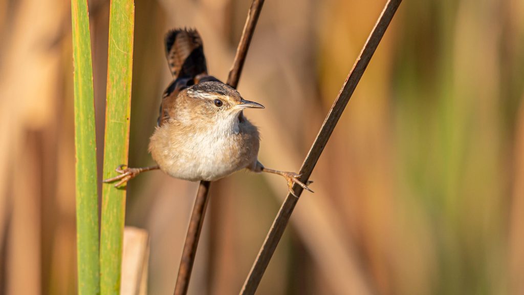 Marsh Wren © Brad Imhoff Hero