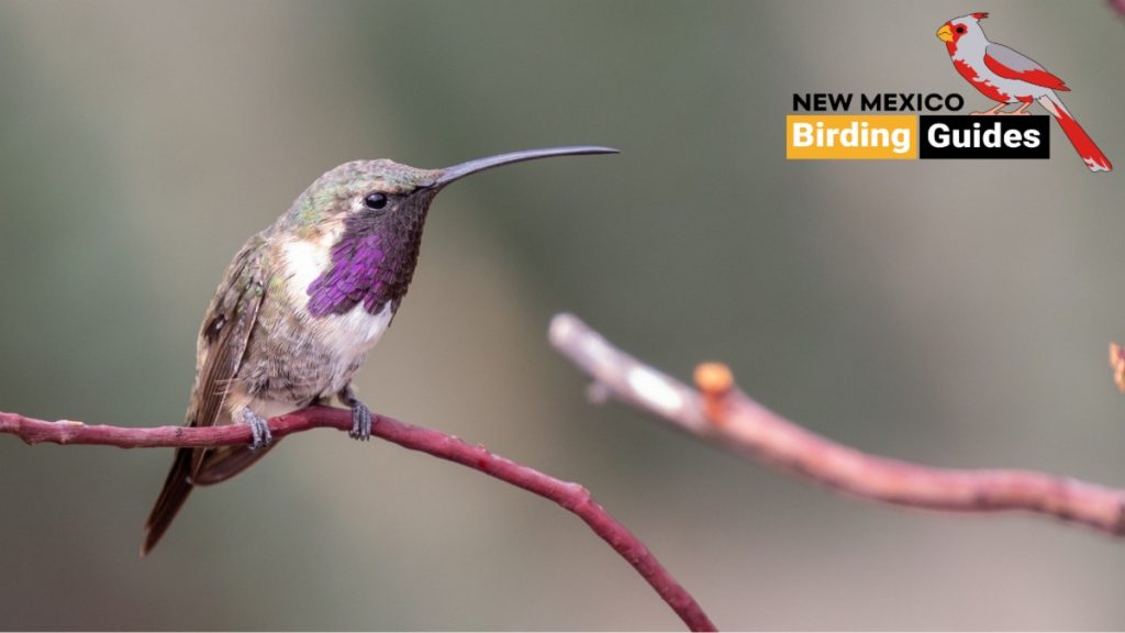 May 2025 Bird