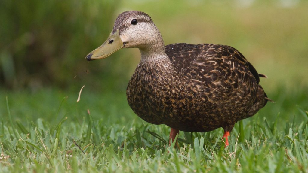 Mottled Duck © Liam Wolff