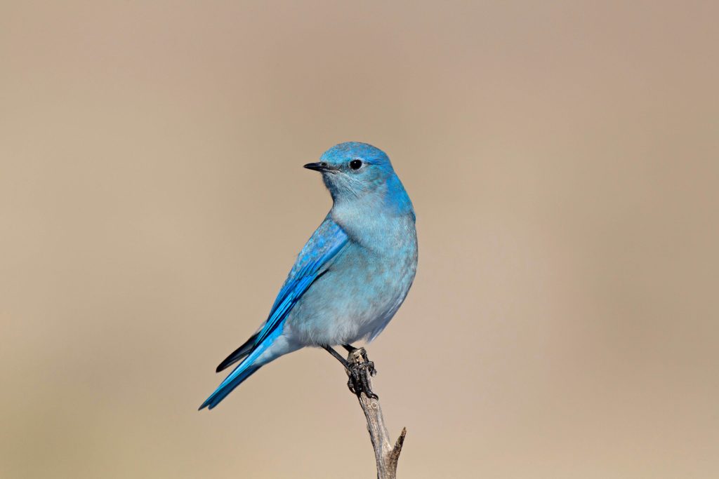 Mountain Bluebird Hero © Robert Royse