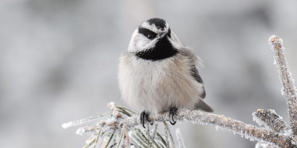Mountain Chickadee © Jack Parlapiano HERO e1771426871619