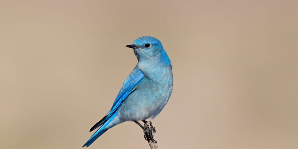 MountainBluebird scaled fotor 20260215133913 2