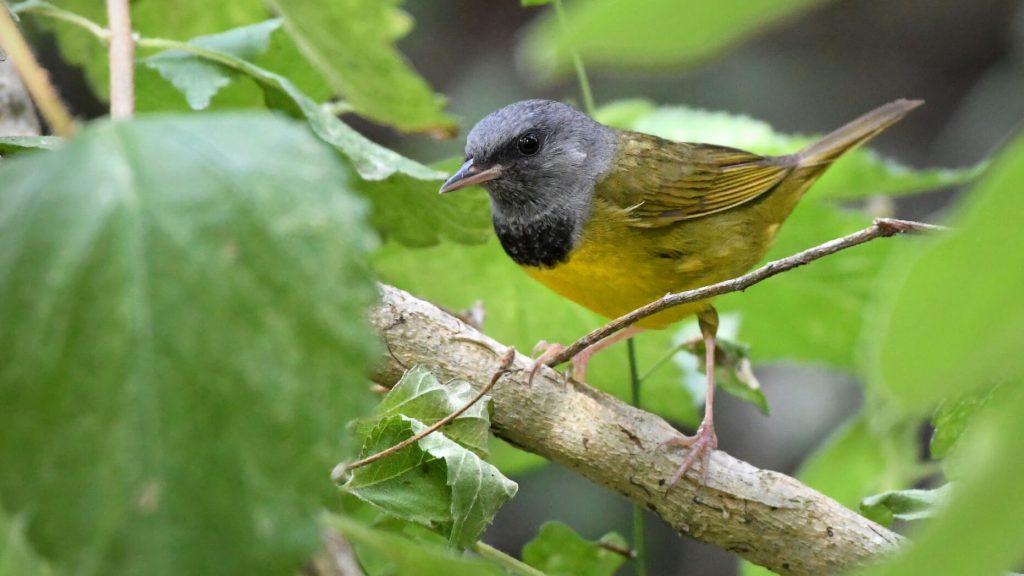 Mourning Warbler © Bryan Calk