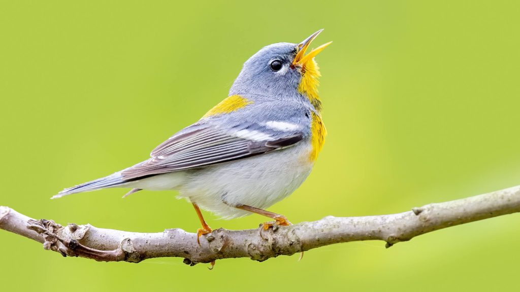 Northern Parula © Brad Imhoff