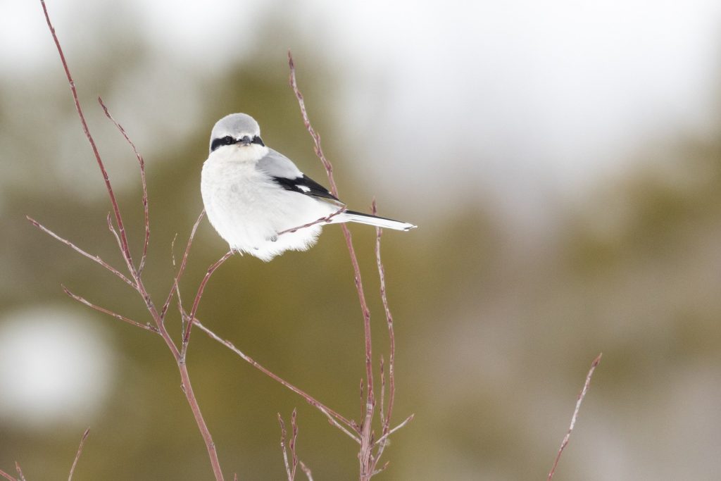 Northern Shrike © Brad Imhoff HERO