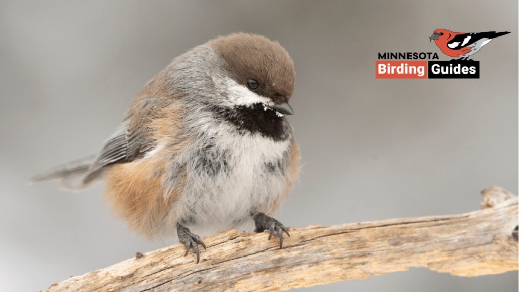 November 2024 Bird