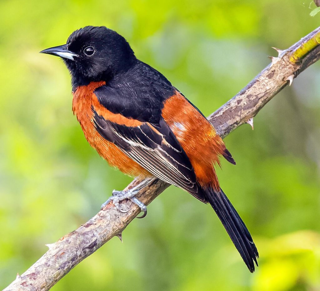Orchard Oriole © Brad Imhoff e1760389489866