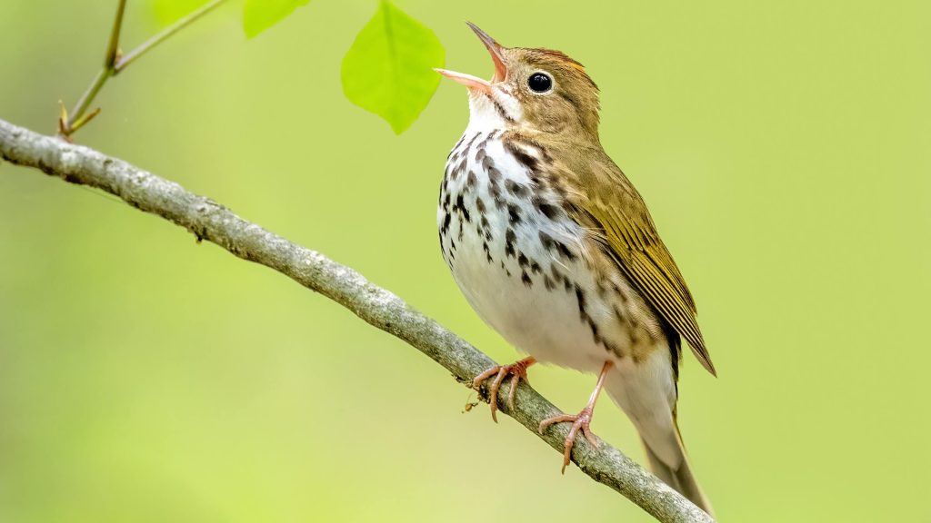 Ovenbird © Brad Imhoff