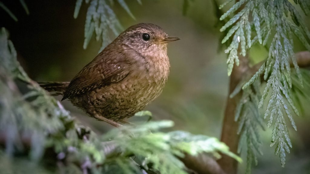 Pacific Wren © Brad Imhoff