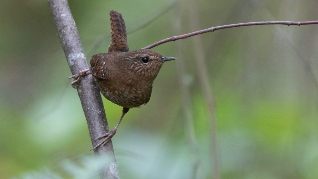 Pacific Wren © Liam Hutcheson