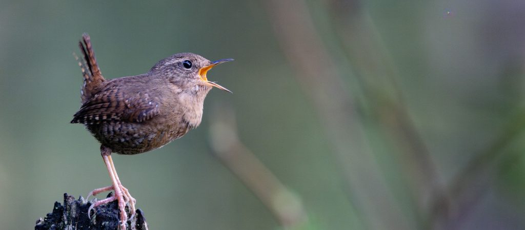 Pacific Wren © Liam Hutcheson HERO e1761667749743