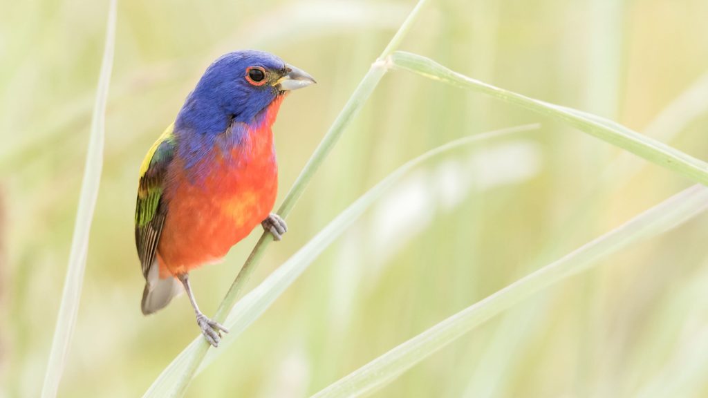 Painted Bunting © Brad Imhoff