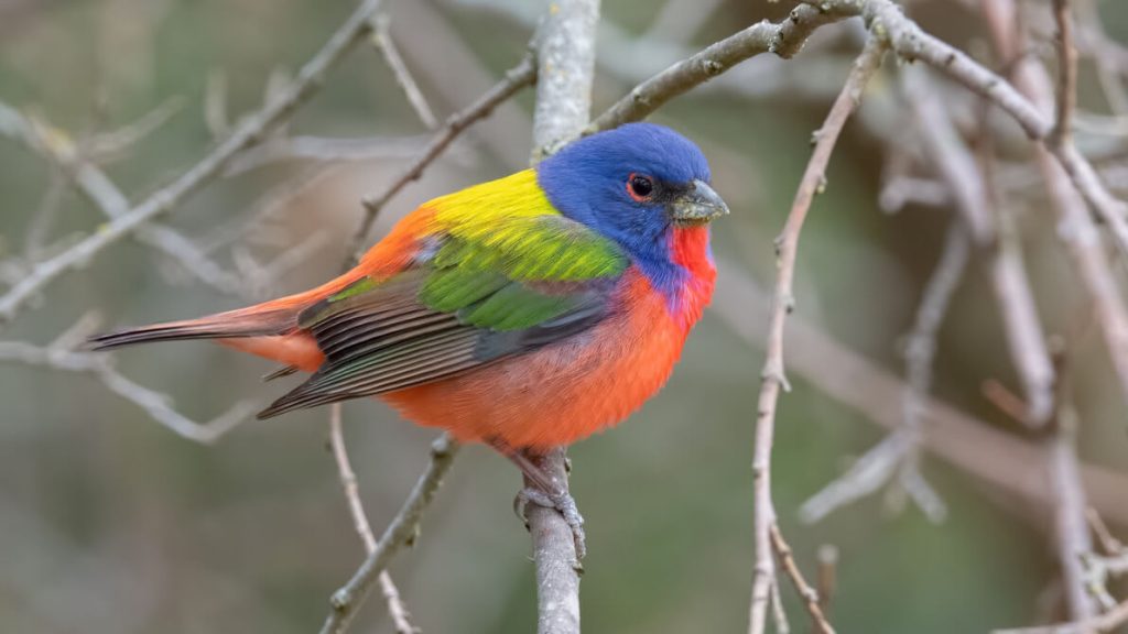 Painted Bunting © Shailesh Pinto
