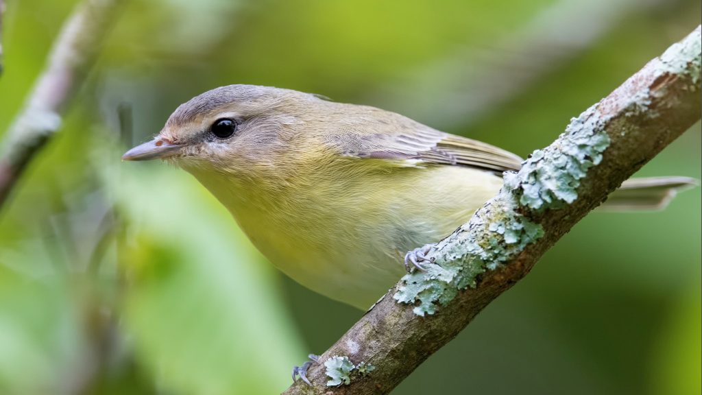 Philadelphia Vireo © Shailesh Pinto
