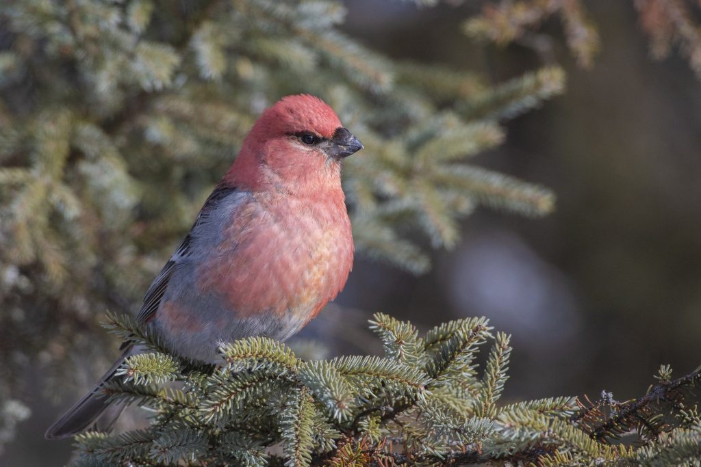 Pine Grosbeak Bryan Calk Hero