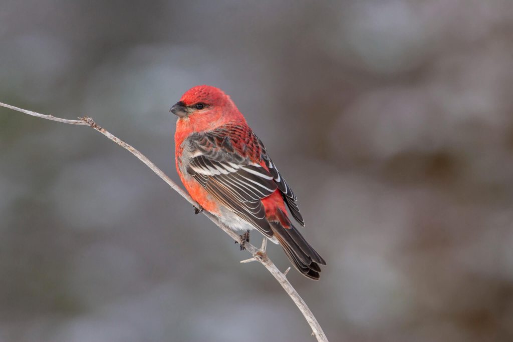 Pine Grosbeak Hero © Robert Royse