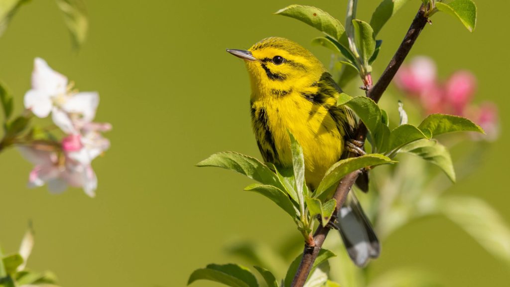 Prairie Warbler © Brad Imhoff