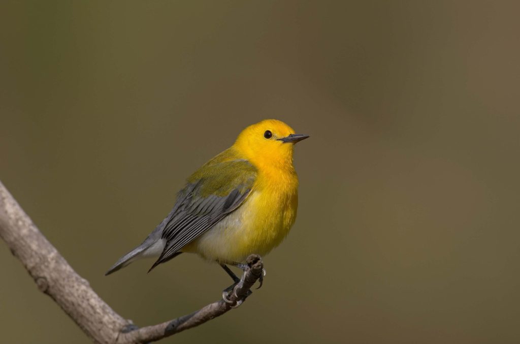 Prothonotary Warbler Hero © Robert Royse
