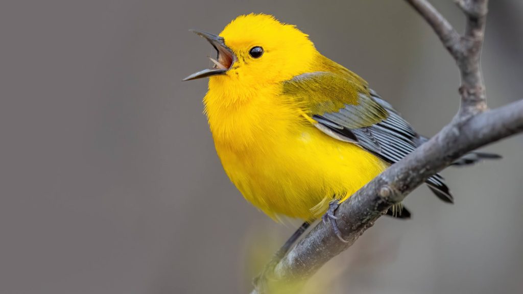 Prothonotary Warbler © Brad Imhoff