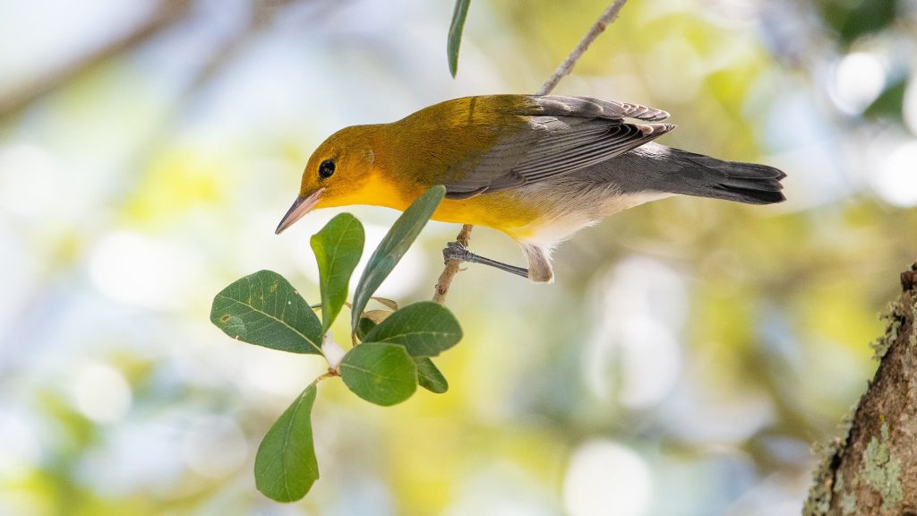 Prothonotary Warbler © Kyle Matera