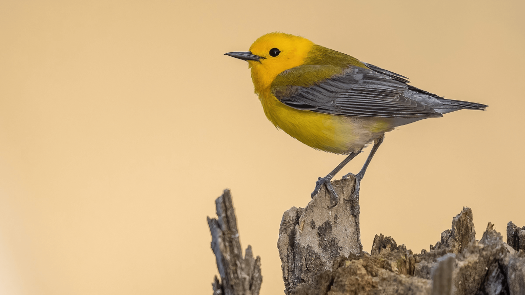 Prothonotary Warbler © Matt Misewicz