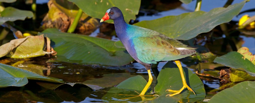 Purple Gallinule Hero © Robert Royse e1759772556356