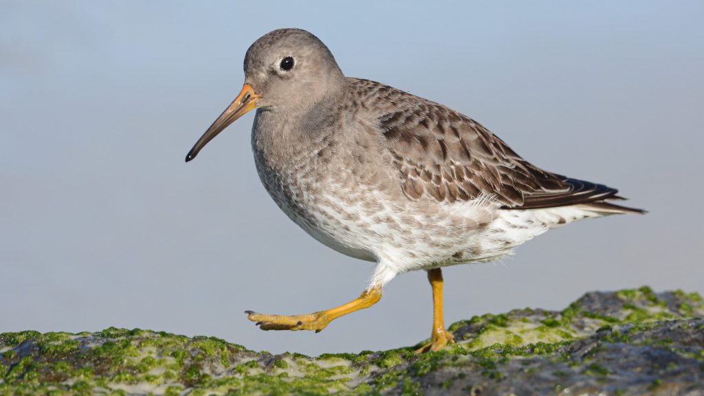 Purple Sandpiper © Patrick Maurice